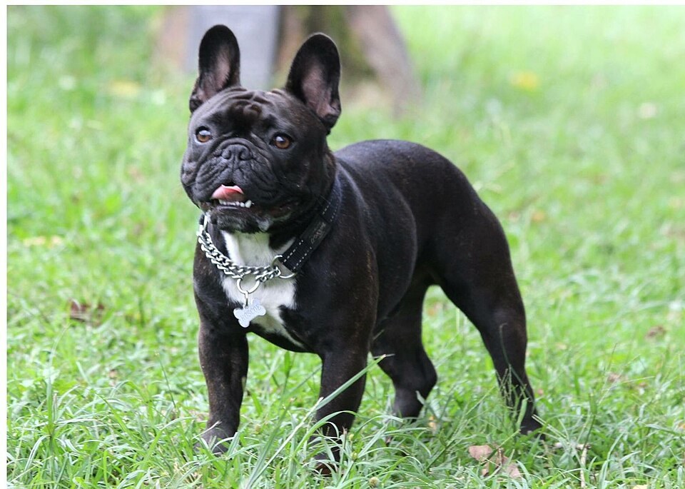 French Bulldog