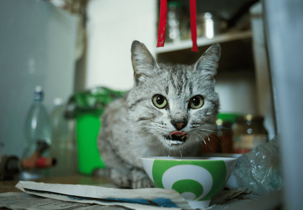 Tabby cat eating - featured image