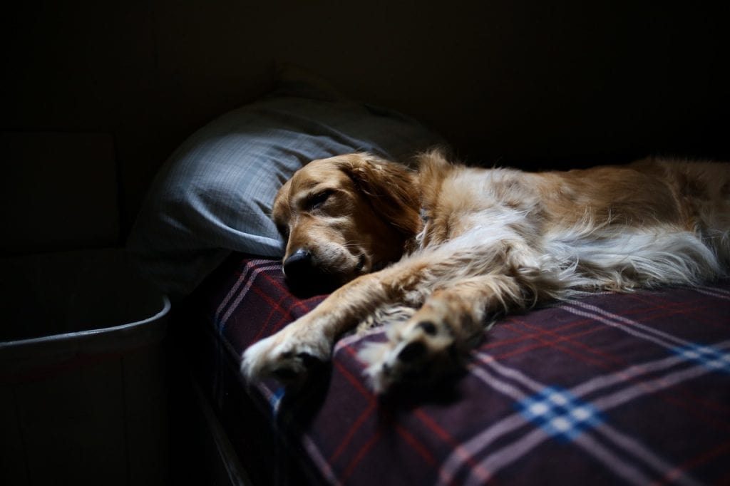 dog sleeping in the dark - featured image