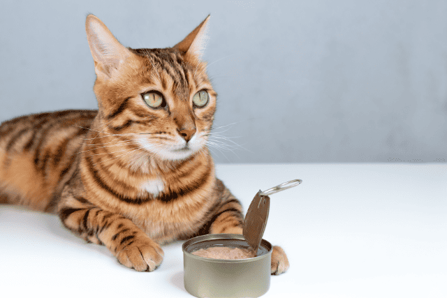 bengal cat not wanting to eat cold canned food