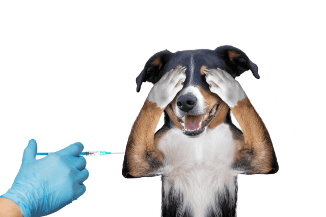 cute dog scared of injection - featured image