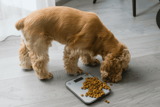 dog eating kibbles on a scale
