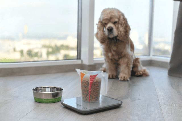 dog food on a scale