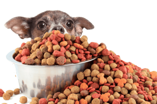dog food scattered - featured image