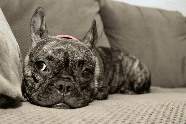 dog laying on a sofa - featured image