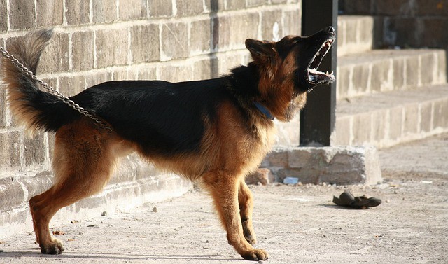 a barking dog - featured image