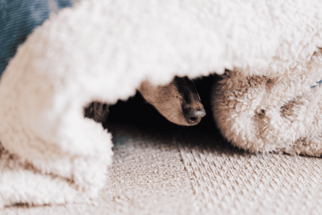 dog hiding under the blanket - featured image