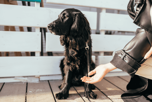 Dog turning away from owner - featured image