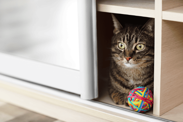 cat in the cabinet - featured image