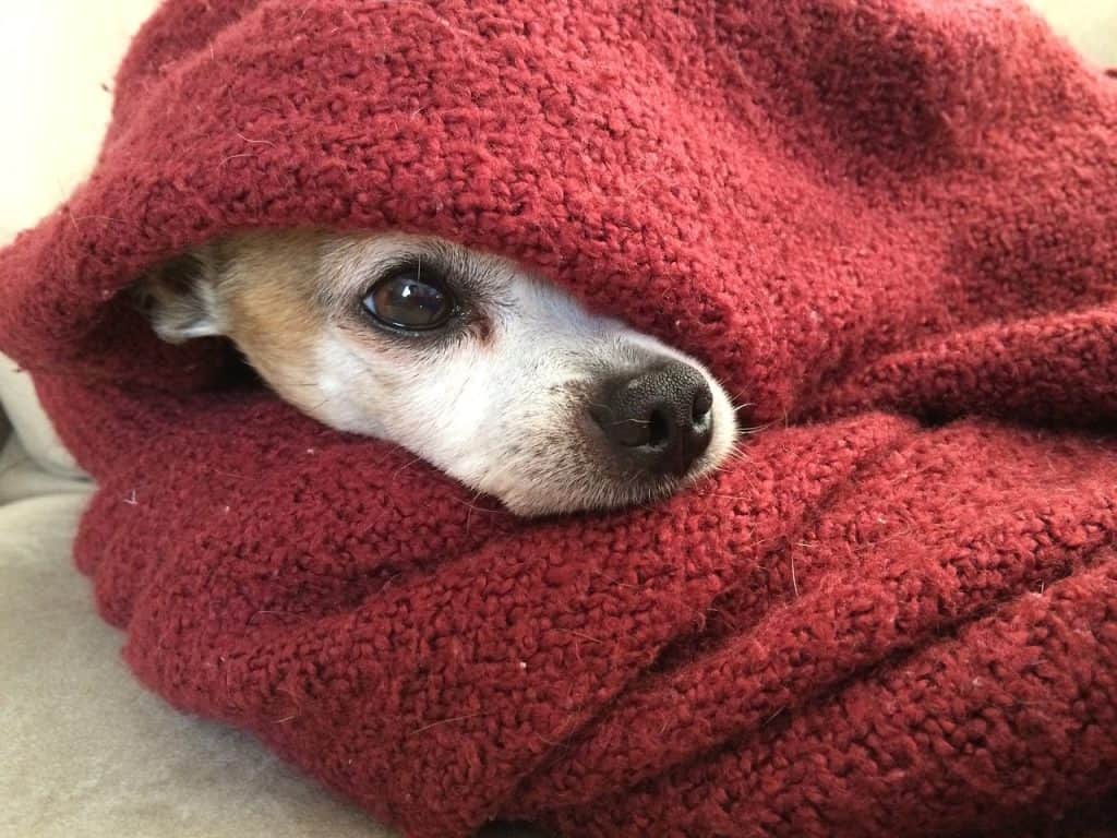 Dog under the blanket - featured image