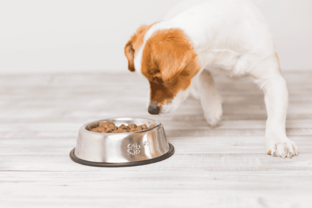 Dog staring at its food bowl - featured image