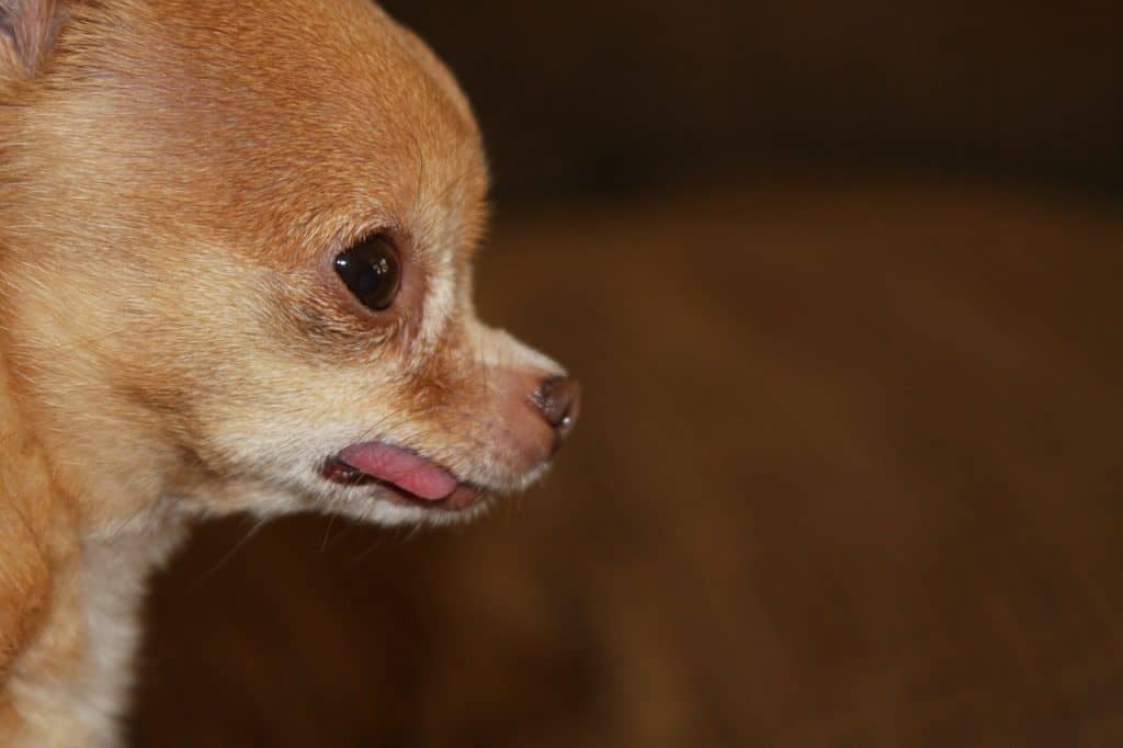 teacup dog - featured image
