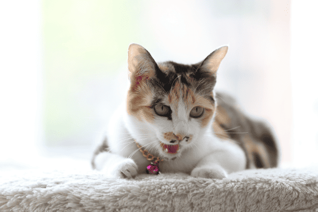 cute cat purring - featured image