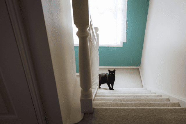 cat about to go upstairs - featured image