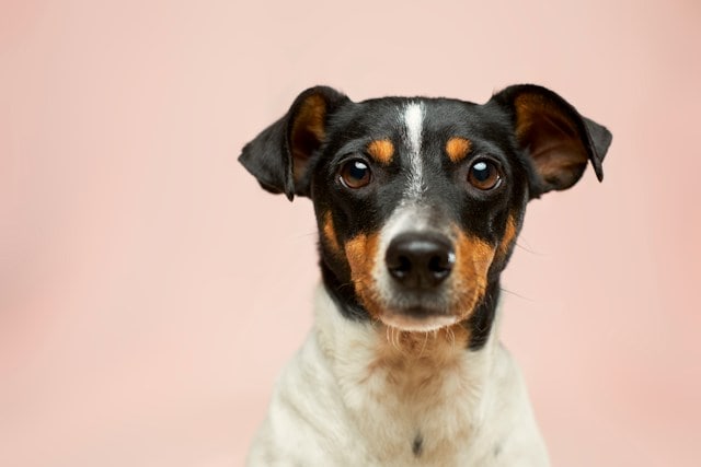 black and white short coated dog - featured image