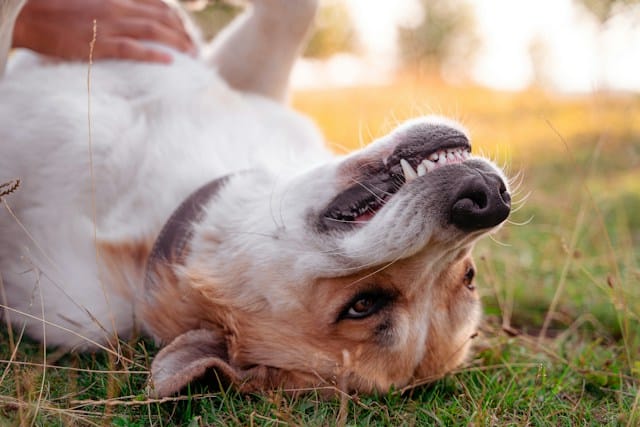 short coated tan dog