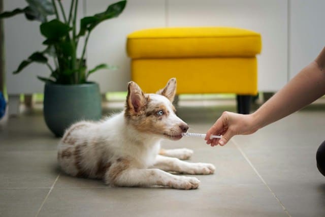 small dog getting treated