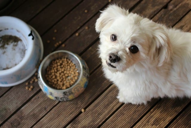 white long coat small dog