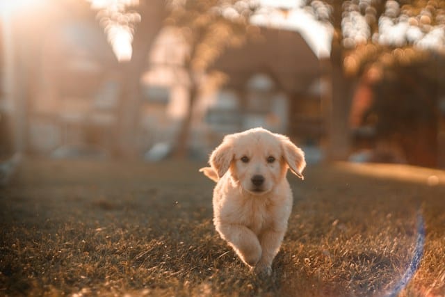 yellow labrador puppy