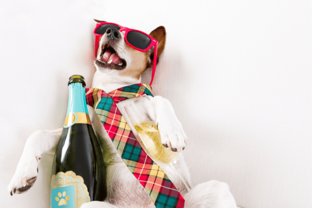 drunk dog funny pic - featured image