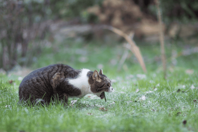 cat vomiting on the grass - featured image
