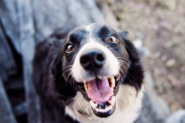 A shelter dog looking up - featured image
