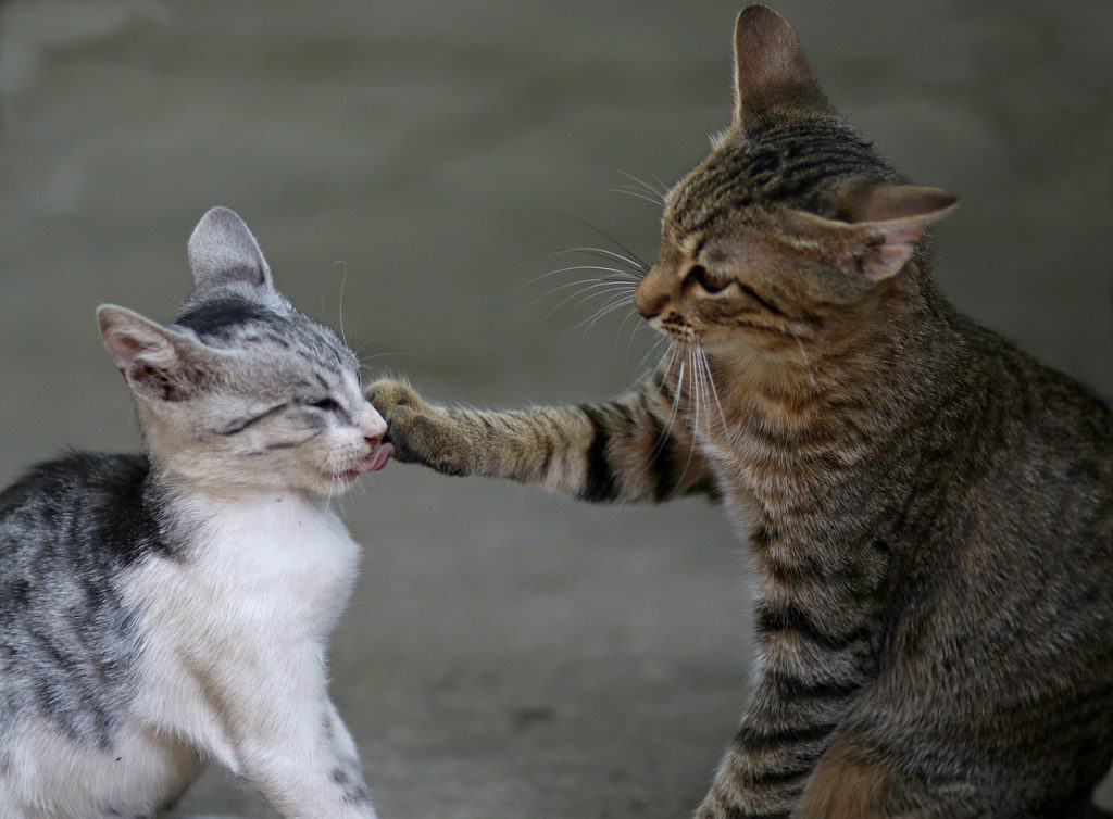 Mother cat and kitten - featured image