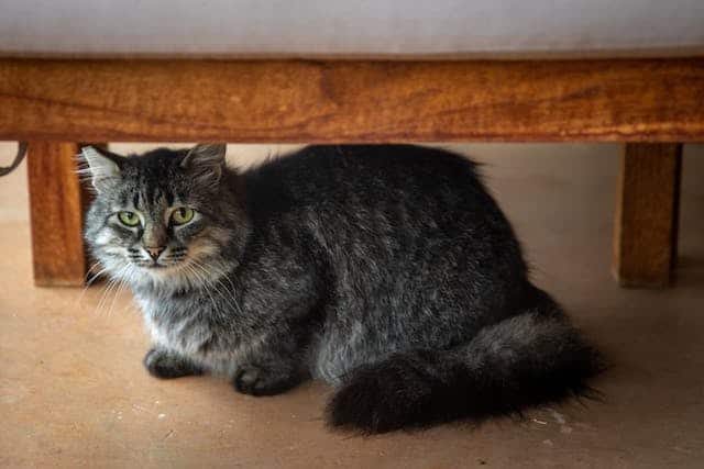 cat under the bed - featured image