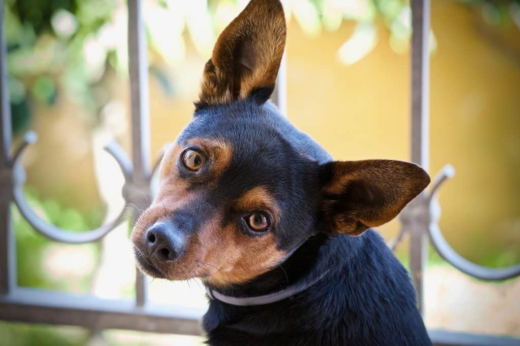 A dog's face - featured image