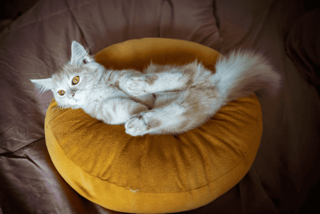 munchkin cat
