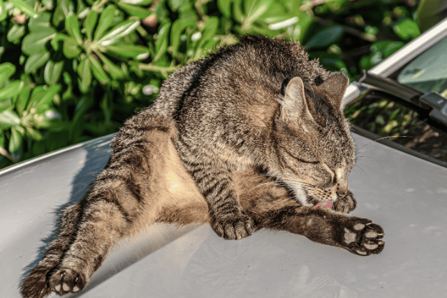 cat grooming itself