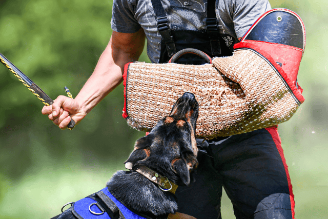 aggressive dog training for obedience - featured image