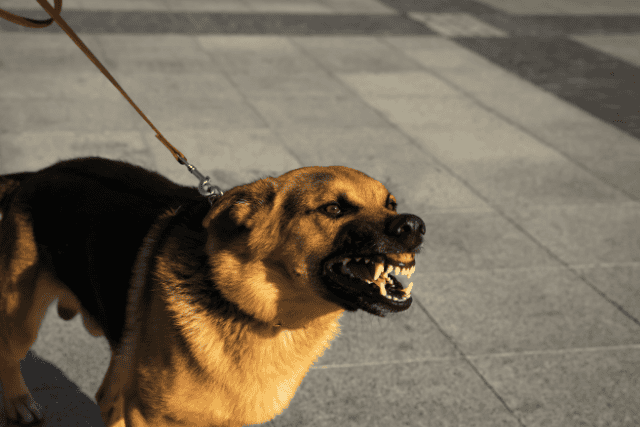 aggressive dog