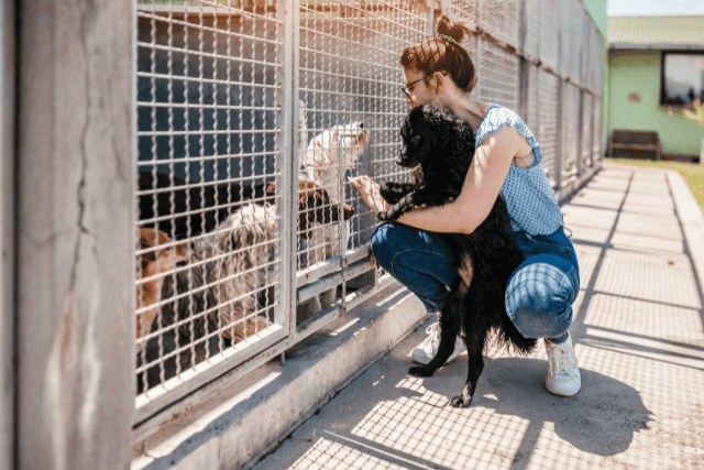 introducing a new dog in a shelter