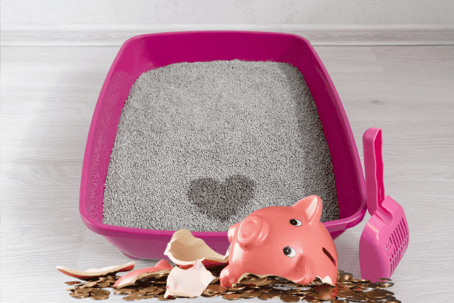 cat litter and broken piggy bank - featured image